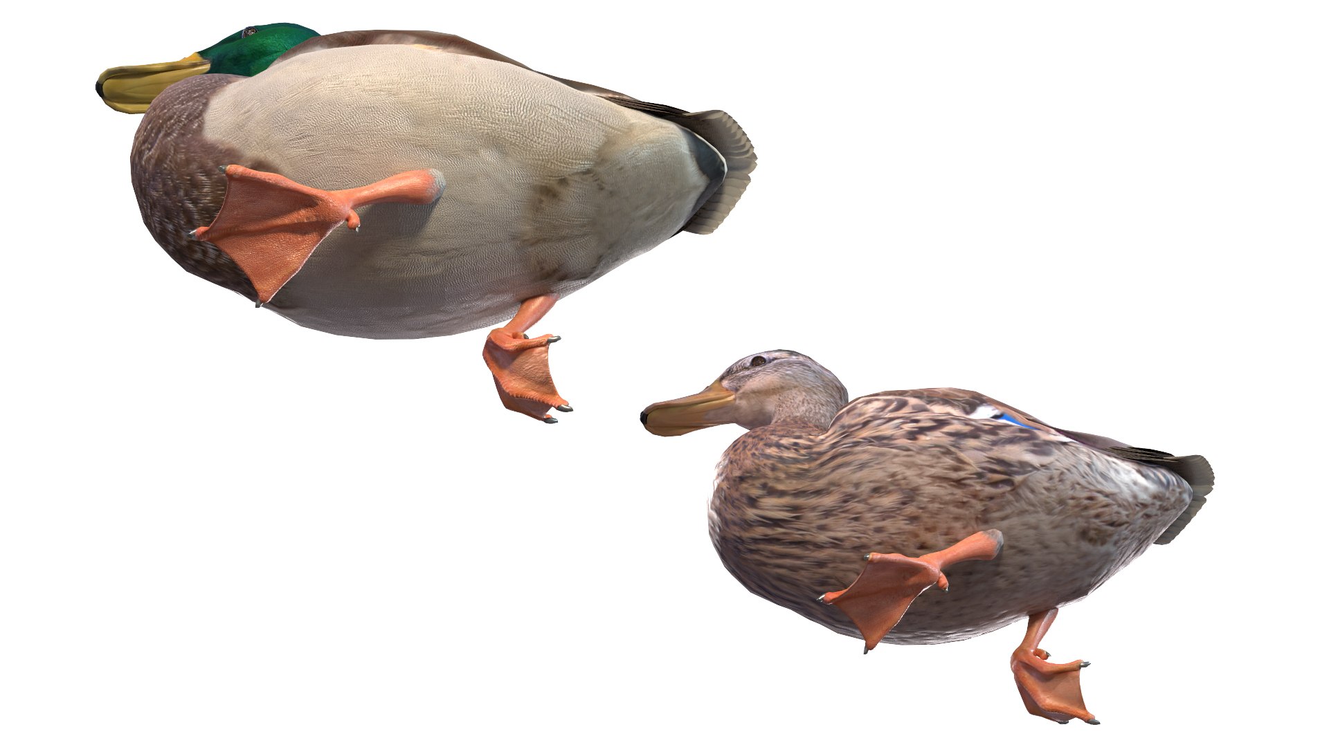 Waterfowl Collection 3D model https://p.turbosquid.com/ts-thumb/VJ/rhqt6W/vO/091/jpg/1640962816/1920x1080/fit_q87/14f3f352014bfc4fefde2ad54a0be432f4f3e40e/091.jpg