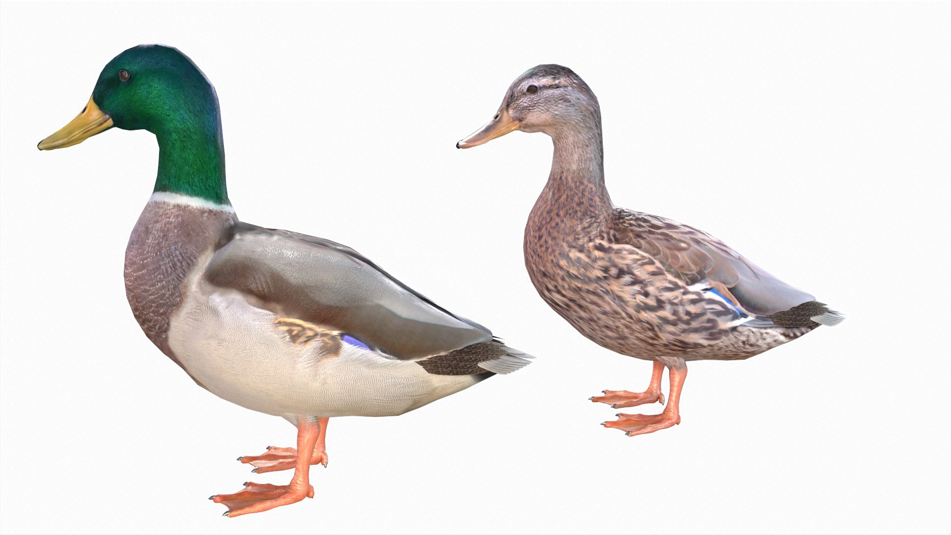 Waterfowl Collection 3D model https://p.turbosquid.com/ts-thumb/VJ/rhqt6W/vh/011/jpg/1640962807/1920x1080/fit_q87/ca787f9d561e4b05191c90c11da47231e09cc362/011.jpg