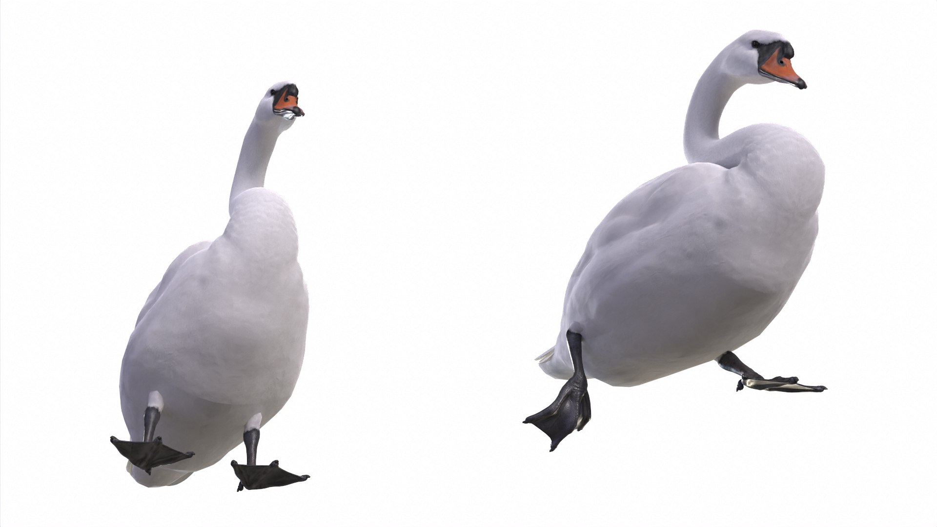 Waterfowl Collection 3D model https://p.turbosquid.com/ts-thumb/VJ/rhqt6W/vw/03/jpg/1640962437/1920x1080/fit_q87/622a980bd5875f7093f4d316ecef875c6a1e1977/03.jpg