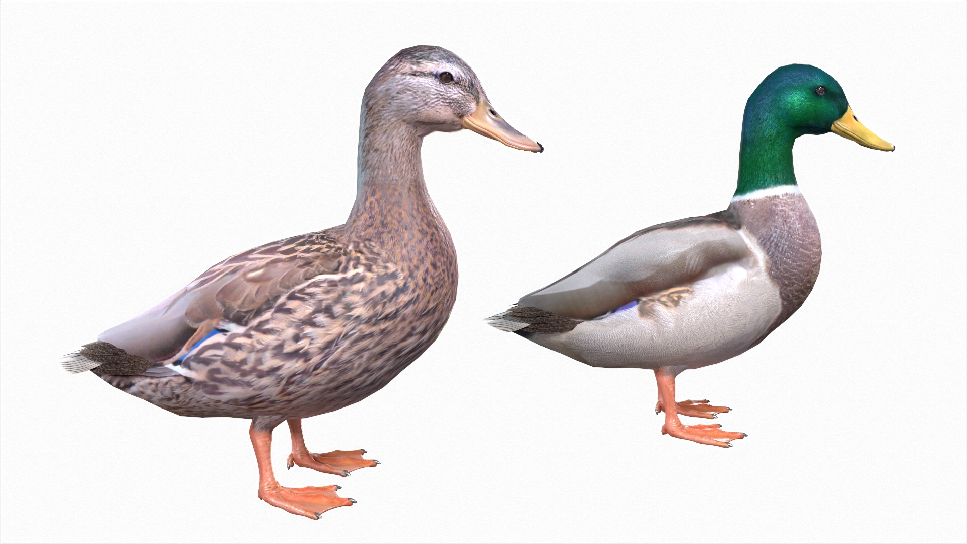 Waterfowl Collection 3D model https://p.turbosquid.com/ts-thumb/VJ/rhqt6W/wl/duck0/jpg/1640963668/1920x1080/turn_fit_q99/67db5397a6ebf48450ab67b0aecbe3f7e402356a/duck0-1.jpg