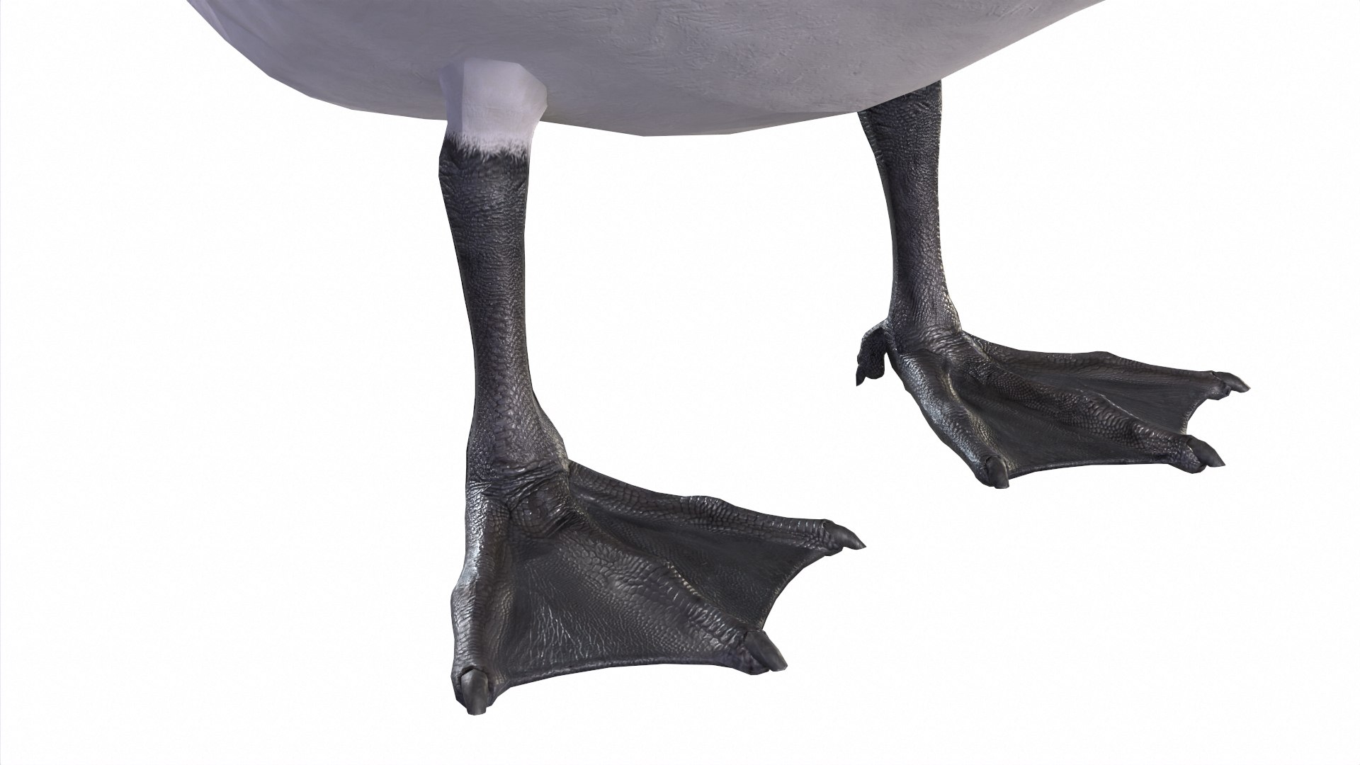 Waterfowl Collection 3D model https://p.turbosquid.com/ts-thumb/VJ/rhqt6W/zV/05/jpg/1640962439/1920x1080/fit_q87/120406fa2ec94c608cad5a578176d90599efb6e8/05.jpg