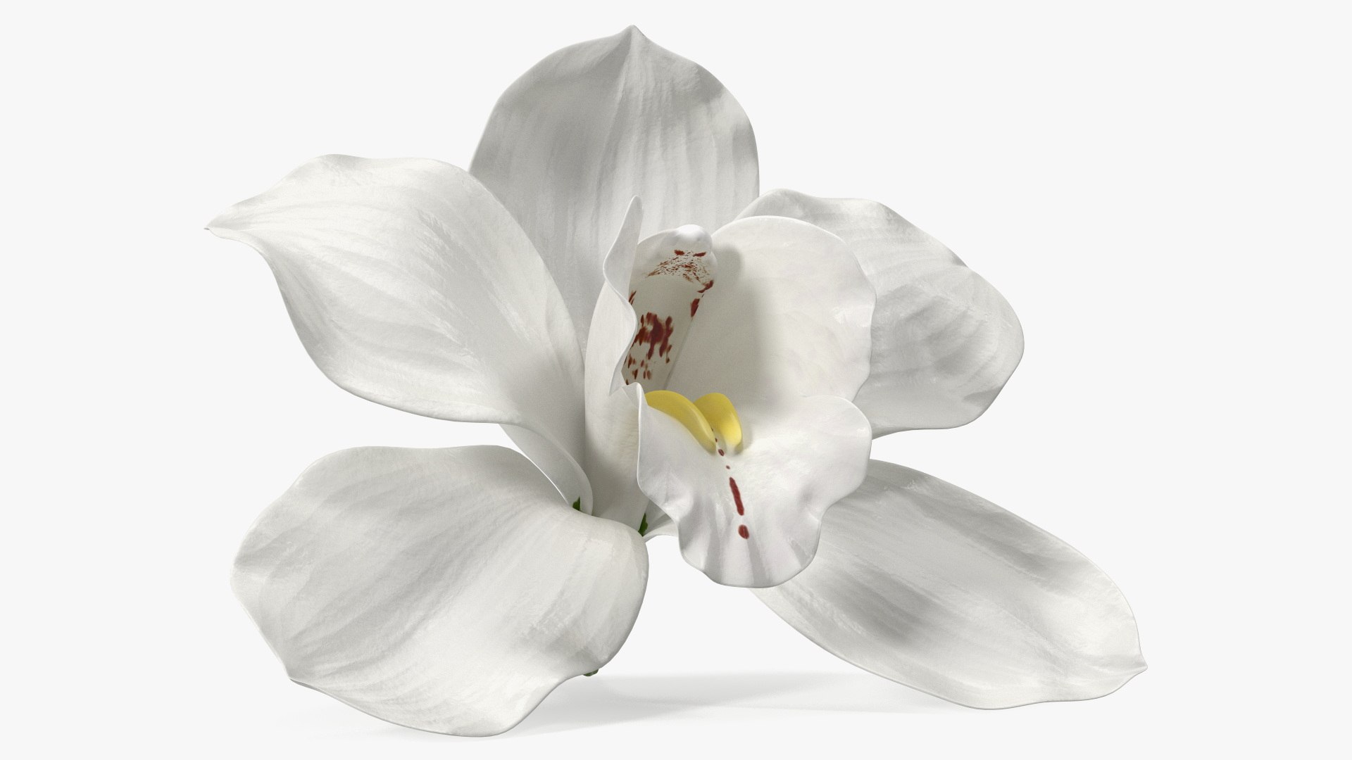 Hybrid Orchid Vanilla 3D model preview
