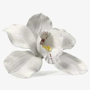 3D Hybrid Orchid Vanilla model