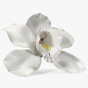 Hybrid Orchid Vanilla
