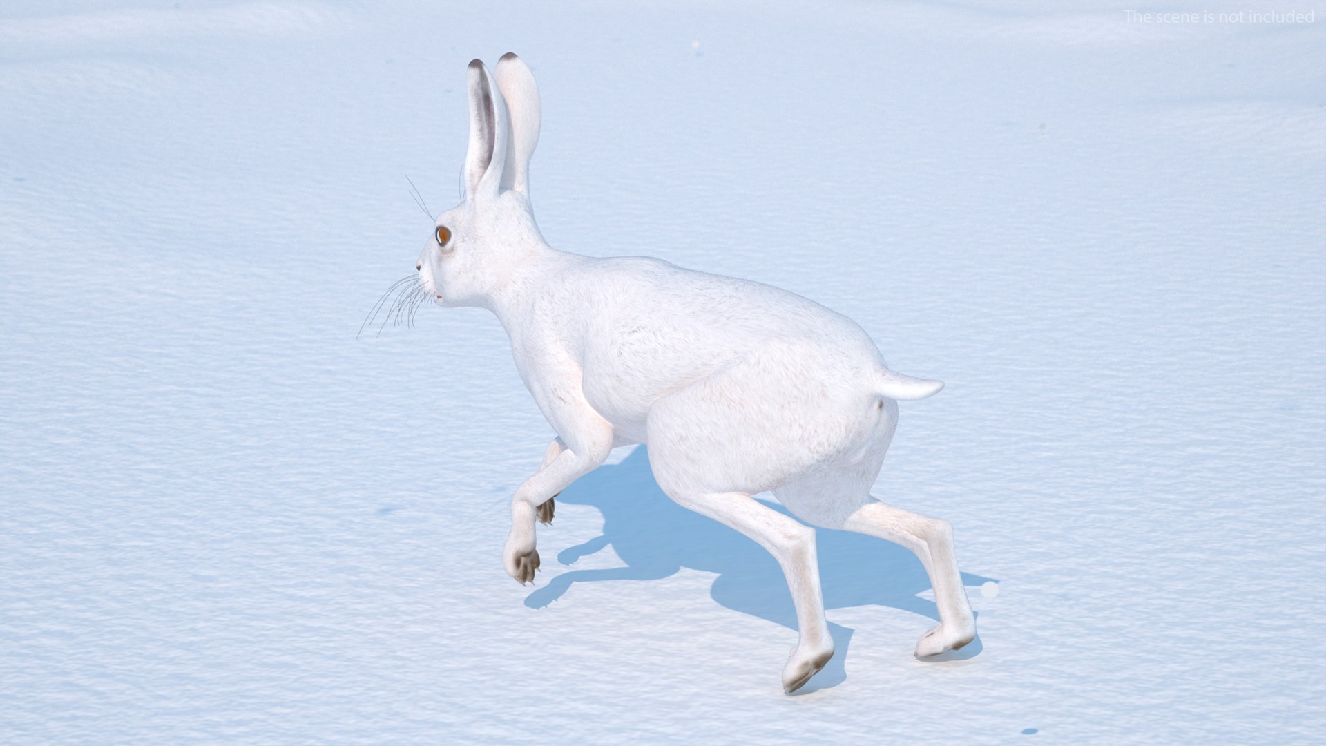 White Hare  Animated 3D https://p.turbosquid.com/ts-thumb/VJ/wCghqA/2a/whitehareanimatedc4dmodel006/jpg/1721620439/1920x1080/fit_q87/4afb89dc0ab306aecf6a434eb38f6db6d75b637a/whitehareanimatedc4dmodel006.jpg