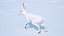 White Hare  Animated Rigged