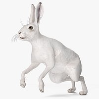 White Hare  Animated Rigged