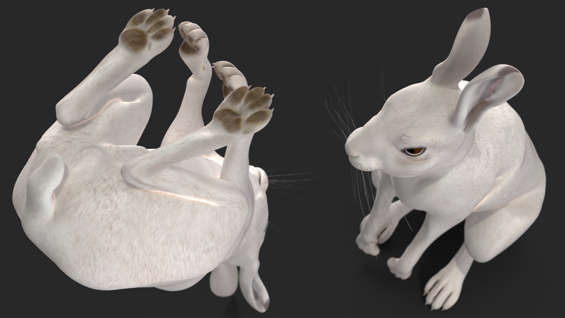 White Hare  Animated 3D https://p.turbosquid.com/ts-thumb/VJ/wCghqA/N7/whitehareanimatedc4dmodel013/jpg/1721620467/1920x1080/fit_q87/86bc6ec9d795b8a4f68628c8cf16b9a8ffa31b3a/whitehareanimatedc4dmodel013.jpg