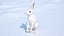 White Hare  Animated Rigged