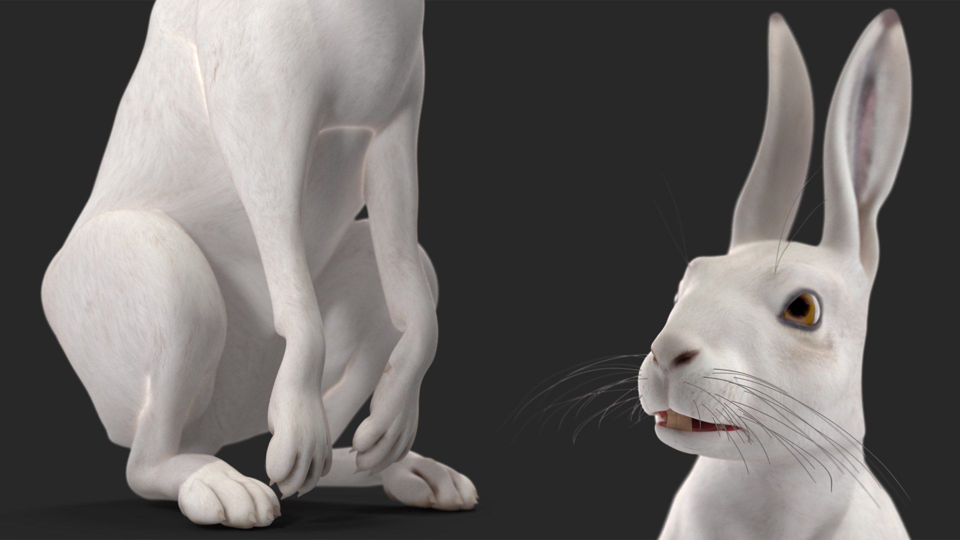 White Hare  Animated 3D https://p.turbosquid.com/ts-thumb/VJ/wCghqA/Zn/whitehareanimatedc4dmodel014/jpg/1721620471/1920x1080/fit_q87/d1d3fcad0c6b00c1b28439192a0d496764def191/whitehareanimatedc4dmodel014.jpg