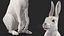 White Hare  Animated Rigged