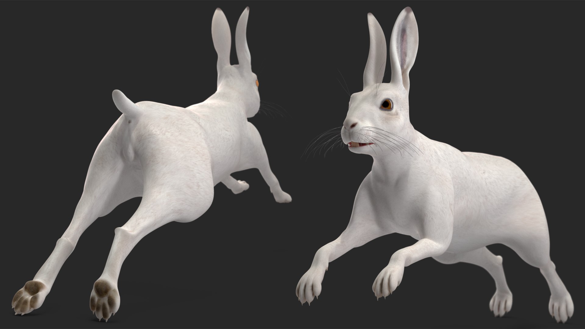 White Hare  Animated 3D https://p.turbosquid.com/ts-thumb/VJ/wCghqA/g0/whitehareanimatedc4dmodel011/jpg/1721620460/1920x1080/fit_q87/6a483c25251639237fc4a8727d73a0e40e268bcc/whitehareanimatedc4dmodel011.jpg
