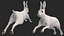 White Hare  Animated Rigged