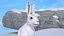White Hare  Animated Rigged
