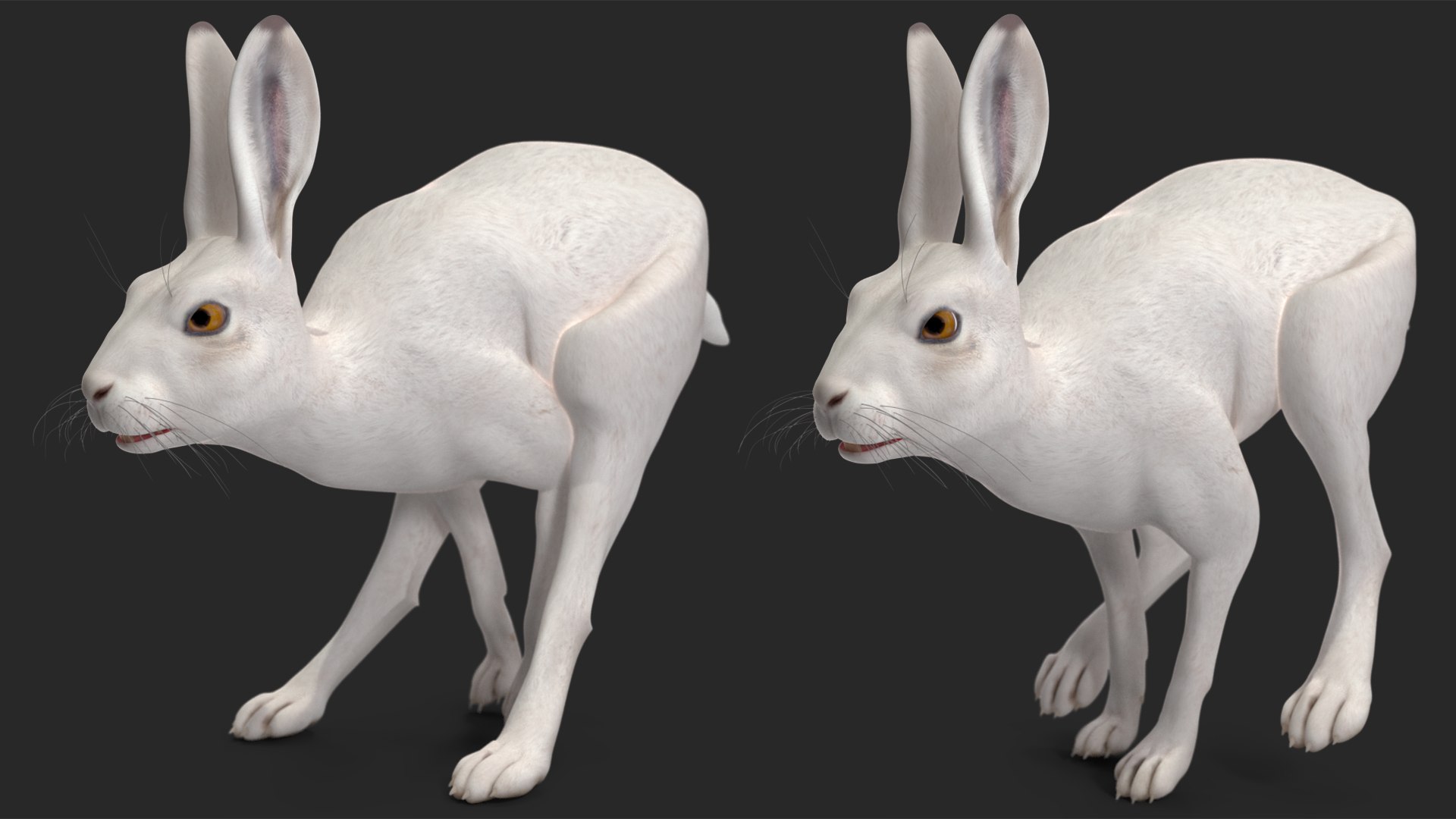 White Hare  Animated 3D https://p.turbosquid.com/ts-thumb/VJ/wCghqA/jM/whitehareanimatedc4dmodel012/jpg/1721620464/1920x1080/fit_q87/06f9f7b335c84a7b64056e0b4d7bf266eb2ae1a4/whitehareanimatedc4dmodel012.jpg