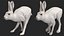 White Hare  Animated Rigged