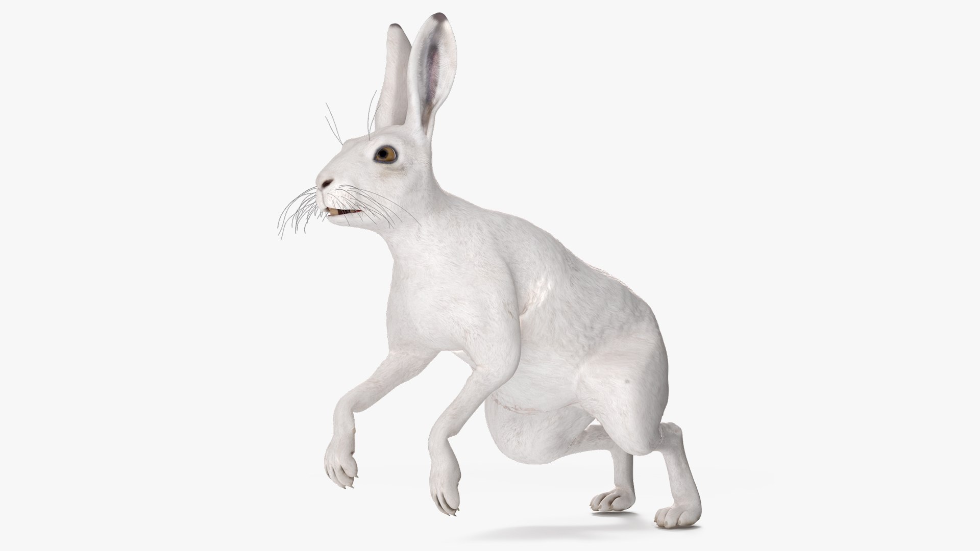 White Hare  Animated Rigged 3D model preview