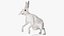 White Hare  Animated Rigged