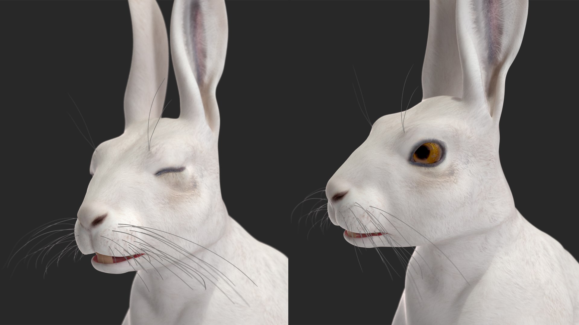 White Hare  Animated 3D https://p.turbosquid.com/ts-thumb/VJ/wCghqA/nm/whitehareanimatedc4dmodel015/jpg/1721620475/1920x1080/fit_q87/ab21ecc30ecafe939ca74eaf34c20734c8bfbe1a/whitehareanimatedc4dmodel015.jpg