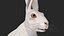 White Hare  Animated Rigged