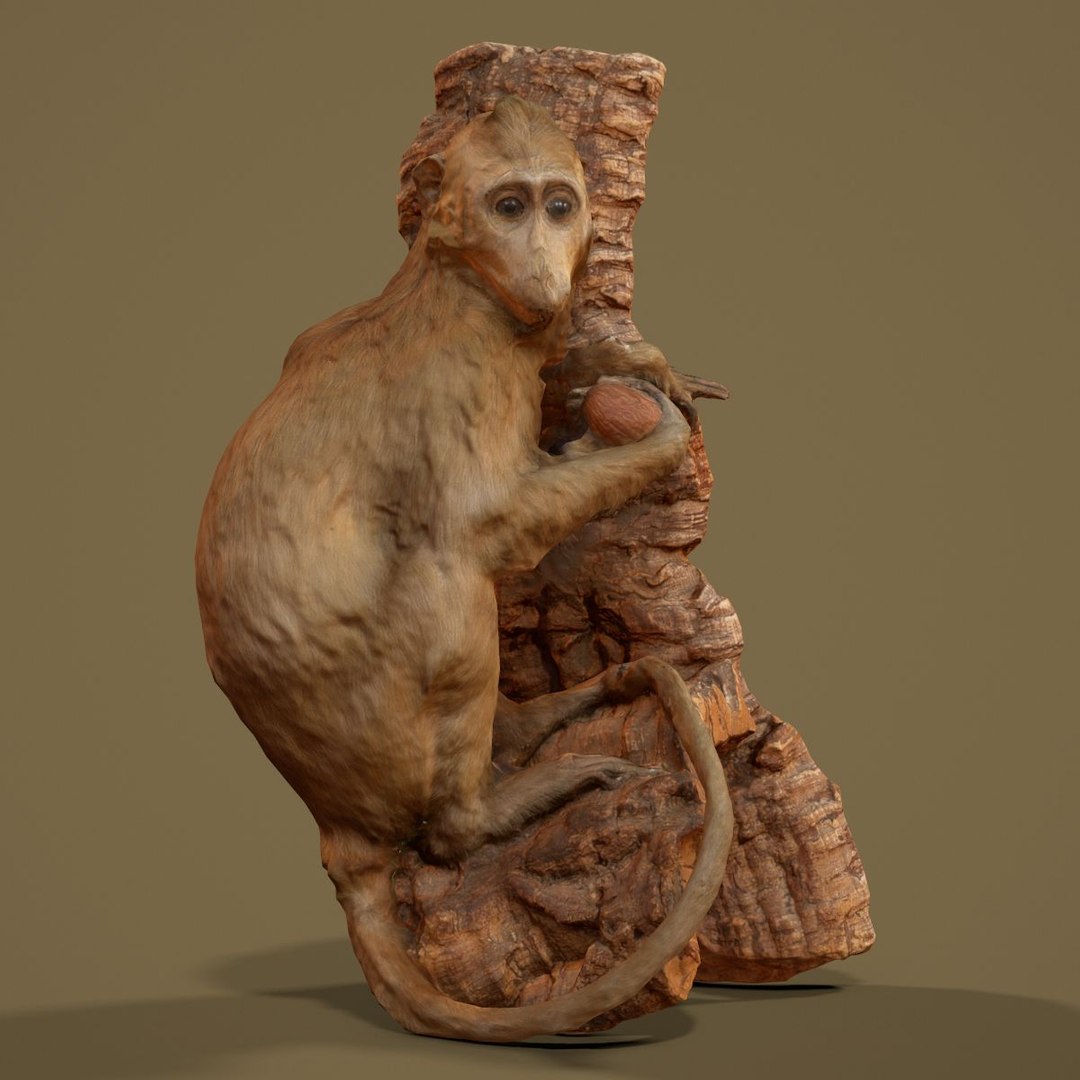 Animal digital photogrammetry 3D model - TurboSquid 1162969