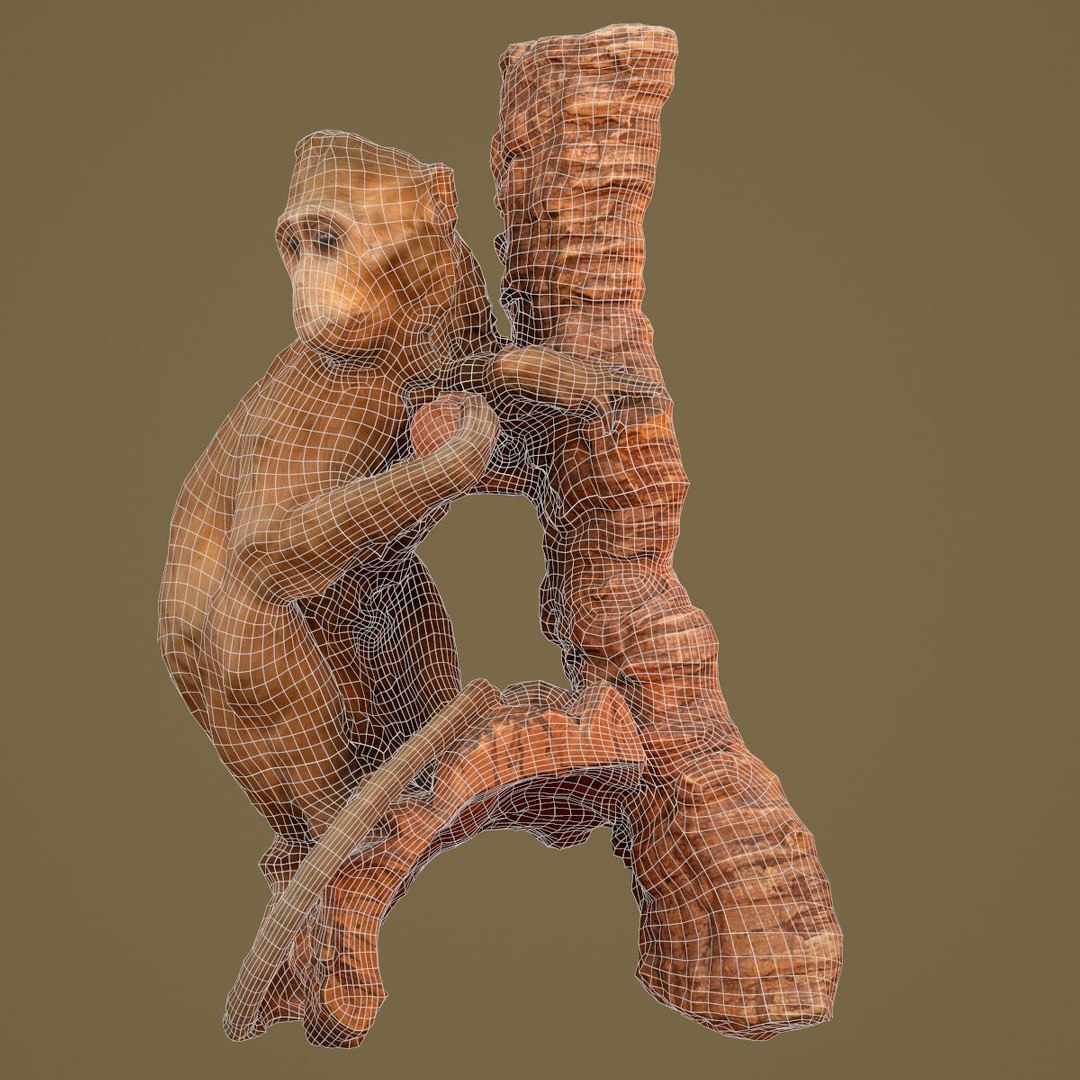 Animal digital photogrammetry 3D model - TurboSquid 1162969
