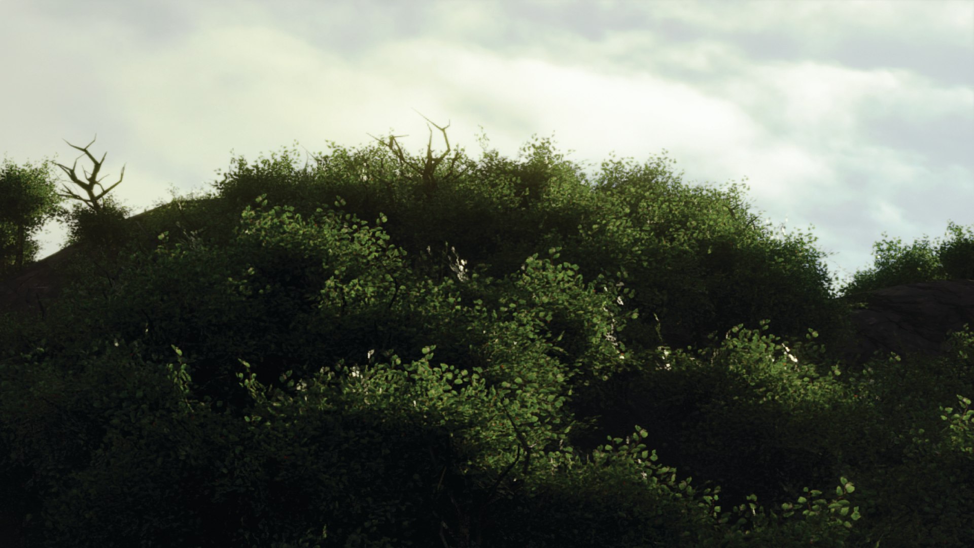 trees forest 3D model https://p.turbosquid.com/ts-thumb/VK/7mQyAI/mv/untitled2/jpg/1611608168/1920x1080/fit_q87/ef88829cb35e516f64236ba8a7b3b79554bcbafc/untitled2.jpg