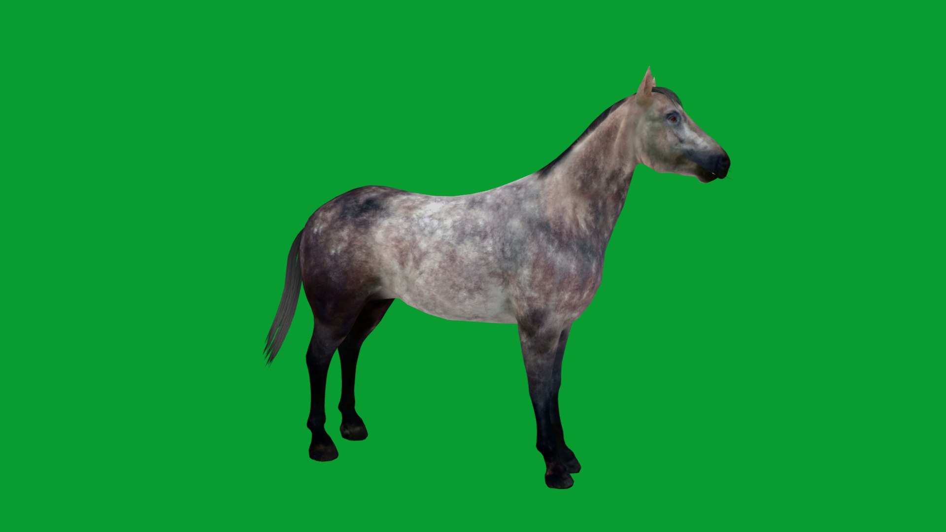3D Anglo European Horse https://p.turbosquid.com/ts-thumb/VK/DHz46S/on/anglo_eu_horse13/png/1762422420/1920x1080/fit_q87/05eb3f3266532384b25e09a8a9231799be0ad711/anglo_eu_horse13.jpg