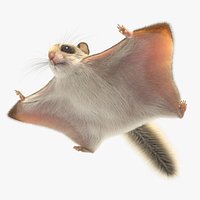 Flying Squirrel