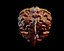 Brain