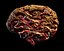 Brain