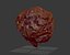 Brain