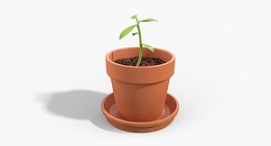 Clay Pot