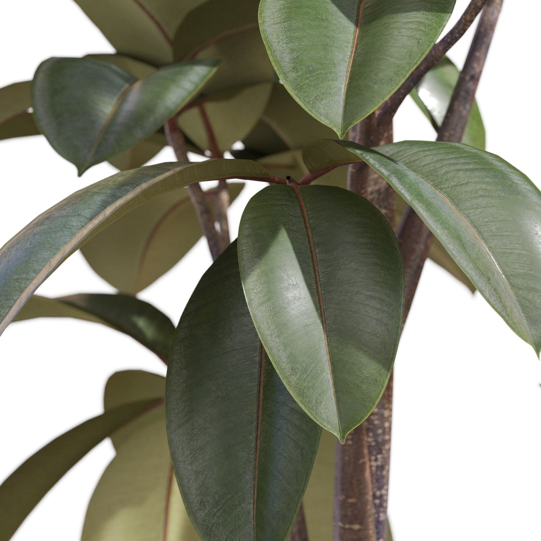 3D Plant 1342 https://p.turbosquid.com/ts-thumb/VK/SuEnNz/UC/plant_1342_03/jpg/1780996940/1920x1080/fit_q87/258c5000d2f881be39384687470b4645b79b7a32/plant_1342_03.jpg