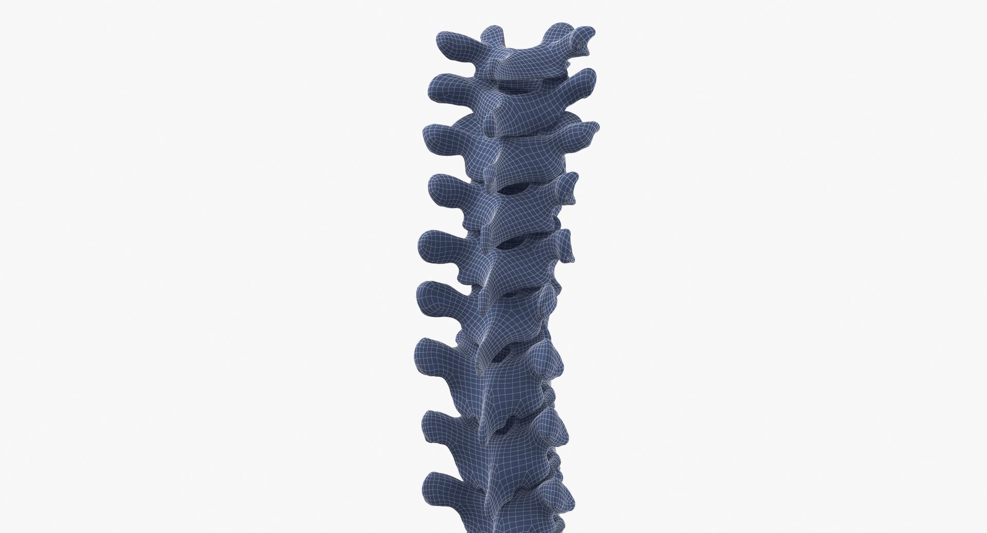 human thoracic vertebrae th1 3D model https://p.turbosquid.com/ts-thumb/VK/ZR9sNx/9A/human_thoracic_vertebrae_th1_to_th12_bones_with_intervertibral_disks_01_wireframe_0007/jpg/1606661706/1920x1080/fit_q87/330c32df6f99f6af79d0bd9e314ffd38f8e73d30/human_thoracic_vertebrae_th1_to_th12_bones_with_intervertibral_disks_01_wireframe_0007.jpg