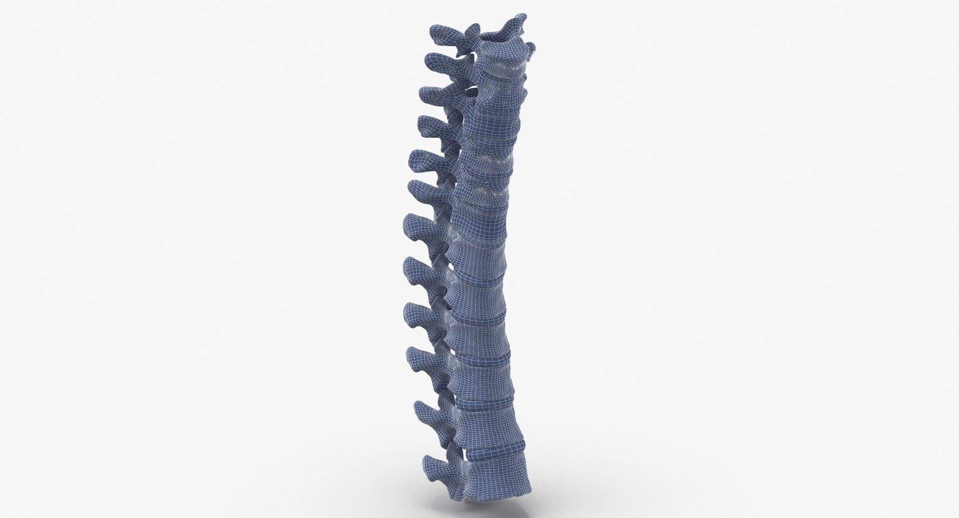 human thoracic vertebrae th1 3D model https://p.turbosquid.com/ts-thumb/VK/ZR9sNx/K4/human_thoracic_vertebrae_th1_to_th12_bones_with_intervertibral_disks_01_wireframe_0002/jpg/1606661693/1920x1080/fit_q87/9b63e788841d58bdc82a5379216de621ba3a2a50/human_thoracic_vertebrae_th1_to_th12_bones_with_intervertibral_disks_01_wireframe_0002.jpg
