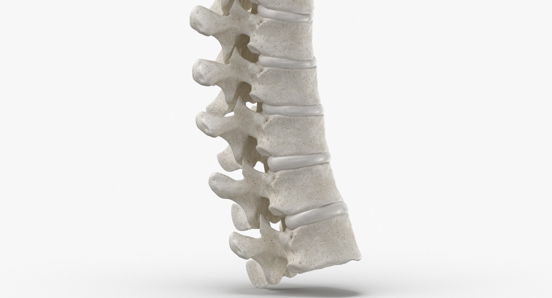 human thoracic vertebrae th1 3D model https://p.turbosquid.com/ts-thumb/VK/ZR9sNx/RT/human_thoracic_vertebrae_th1_to_th12_bones_with_intervertibral_disks_01_white_thumbnail_0006/jpg/1606661495/1920x1080/fit_q87/fdf5a31c8ebfa26bb1217f92771edf9fa62732df/human_thoracic_vertebrae_th1_to_th12_bones_with_intervertibral_disks_01_white_thumbnail_0006.jpg