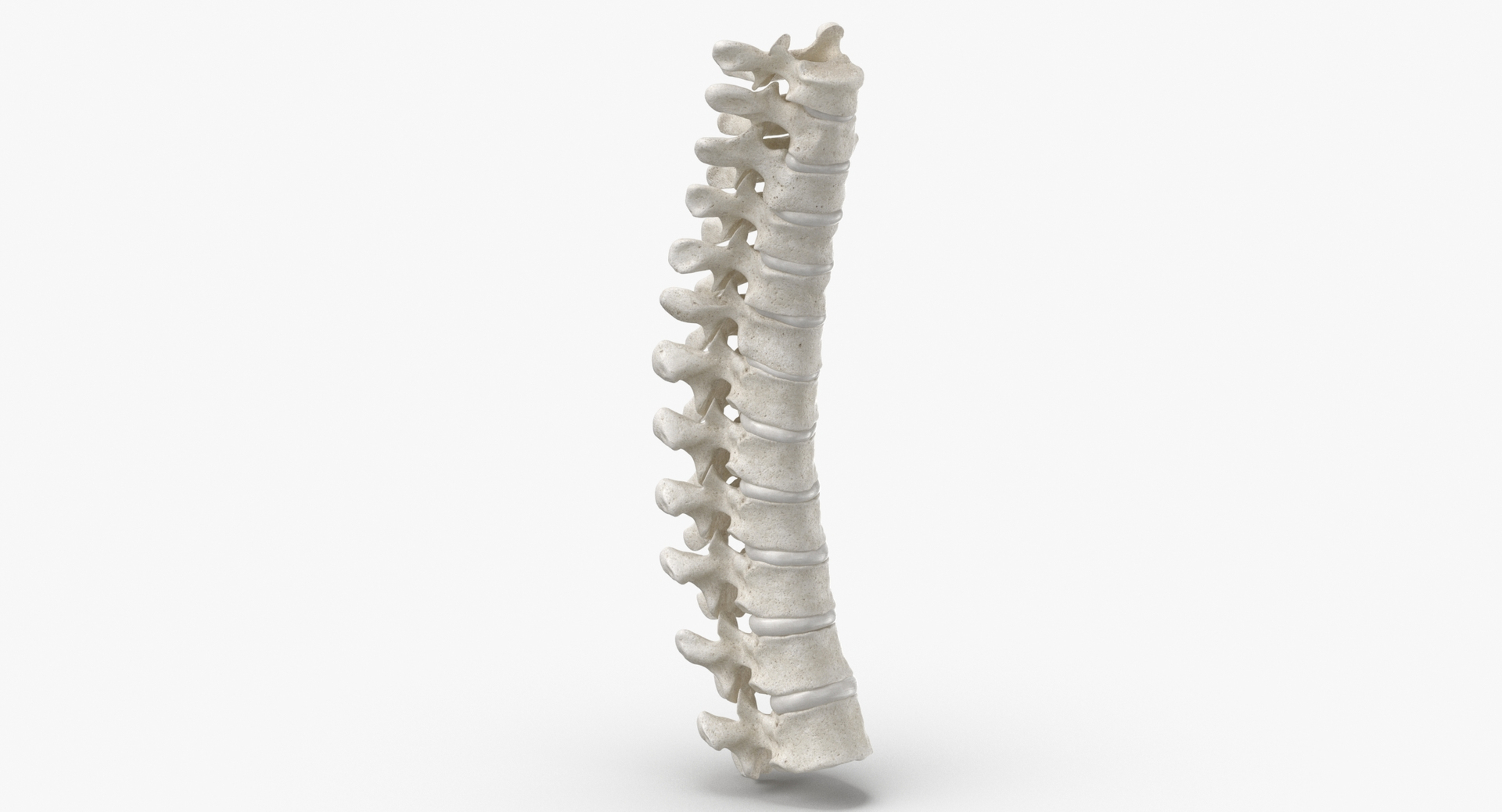 human thoracic vertebrae th1 3D model https://p.turbosquid.com/ts-thumb/VK/ZR9sNx/fT/0020/jpg/1606661507/1920x1080/turn_fit_q99/ad9b96f27fd4c283b466c1ada82a32f6d433d172/0020-1.jpg