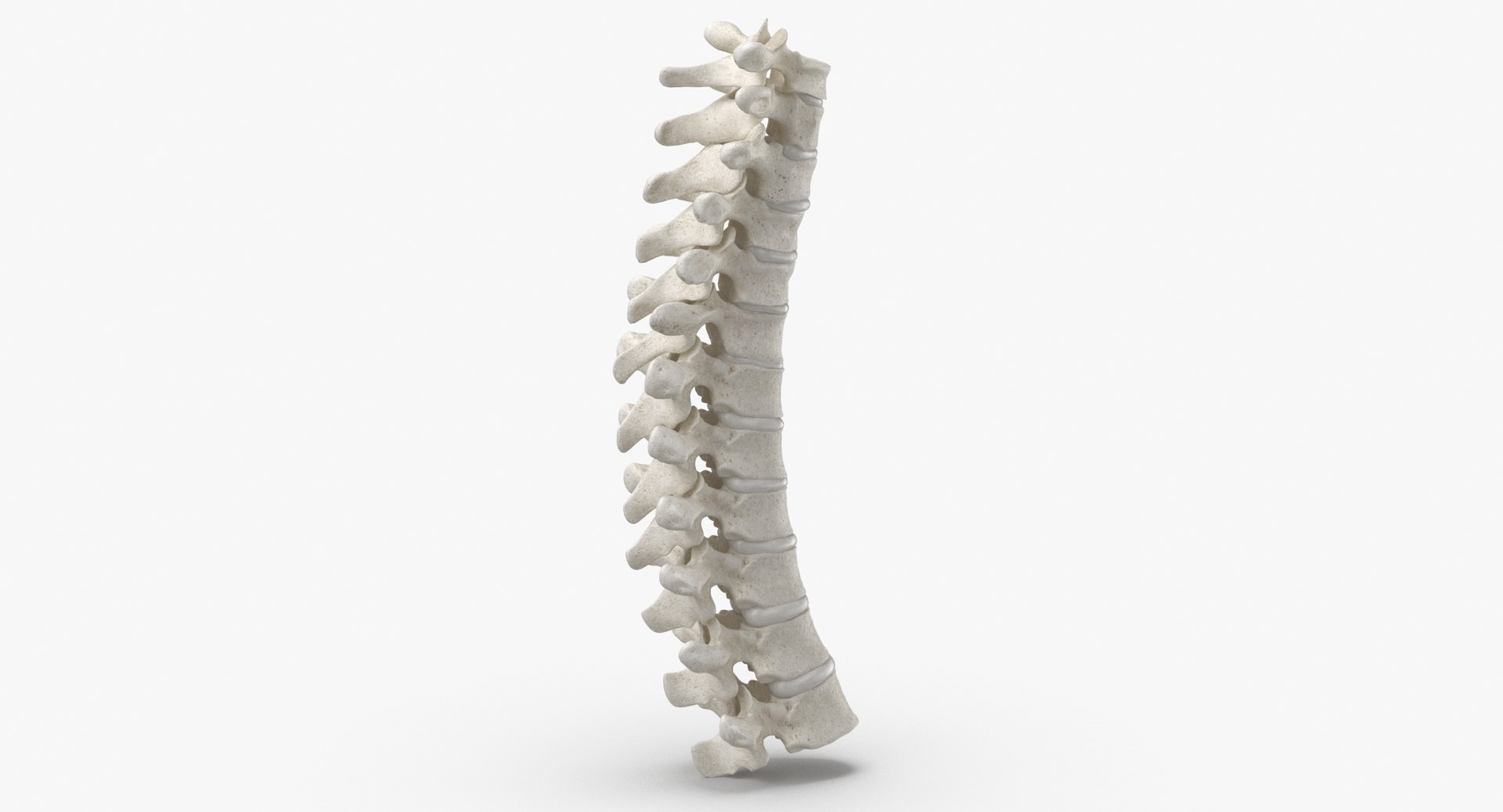human thoracic vertebrae th1 3D model https://p.turbosquid.com/ts-thumb/VK/ZR9sNx/jI/human_thoracic_vertebrae_th1_to_th12_bones_with_intervertibral_disks_01_white_thumbnail_0003/jpg/1606661503/1920x1080/fit_q87/3eb96fa28b72ea6c826d20b166cabbd32d2f0cd6/human_thoracic_vertebrae_th1_to_th12_bones_with_intervertibral_disks_01_white_thumbnail_0003.jpg