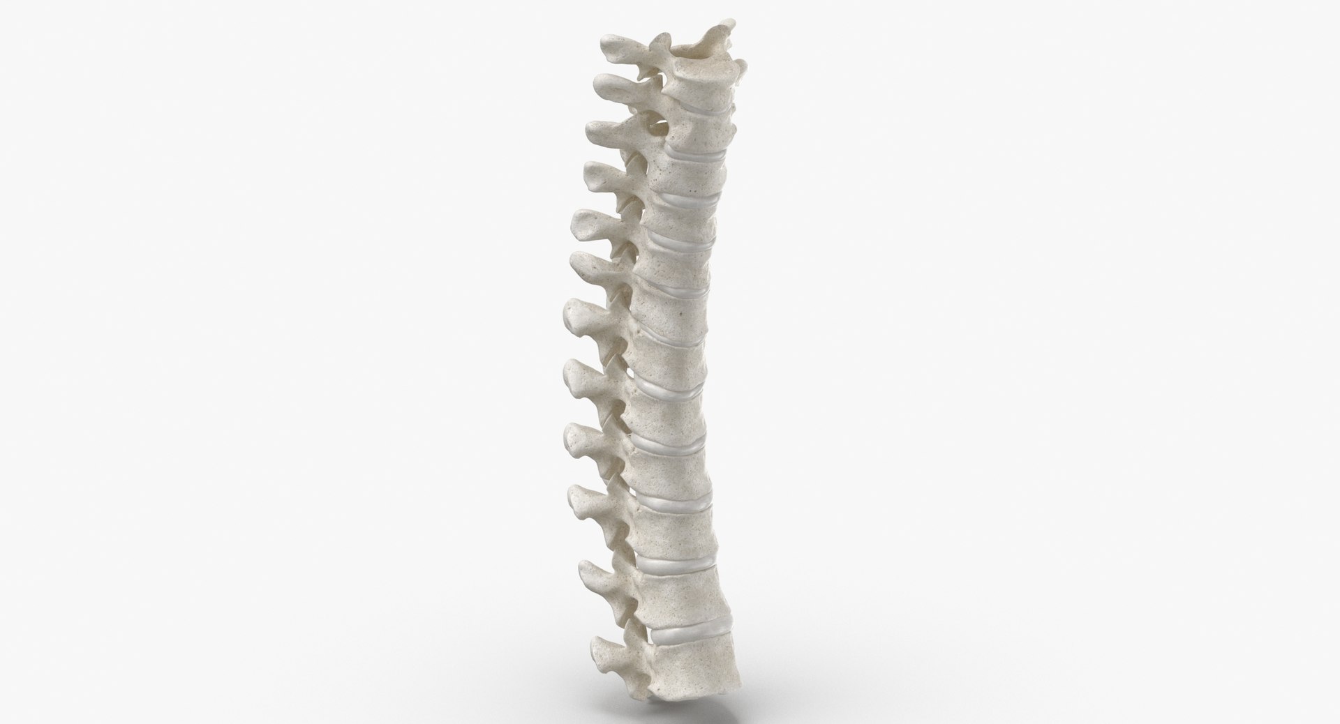 human thoracic vertebrae th1 3D model https://p.turbosquid.com/ts-thumb/VK/ZR9sNx/pv/human_thoracic_vertebrae_th1_to_th12_bones_with_intervertibral_disks_01_white_thumbnail_0002/jpg/1606661470/1920x1080/fit_q87/d7f8cbe9d7487c3ef3077fc3e2ca4fb833ad3c63/human_thoracic_vertebrae_th1_to_th12_bones_with_intervertibral_disks_01_white_thumbnail_0002.jpg