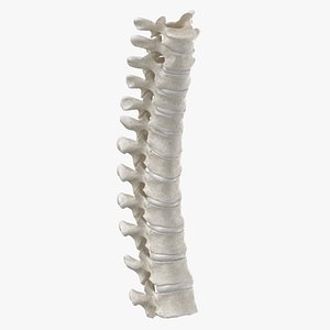 human thoracic vertebrae th1 3D model