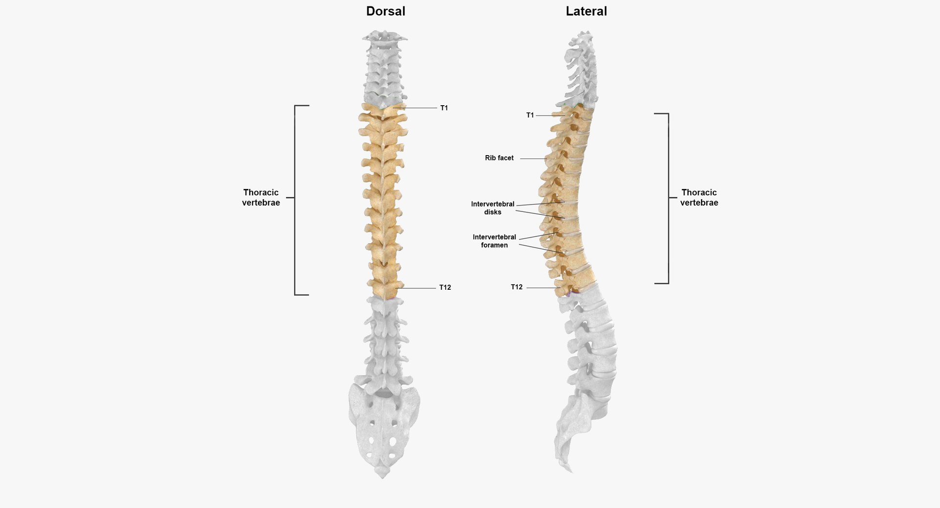 human thoracic vertebrae th1 3D model https://p.turbosquid.com/ts-thumb/VK/ZR9sNx/vd/t1t12_with_disks/jpg/1606661690/1920x1080/fit_q87/5a1e9ef642a86855ee37fcec2fb96e8e1dc03258/t1t12_with_disks.jpg