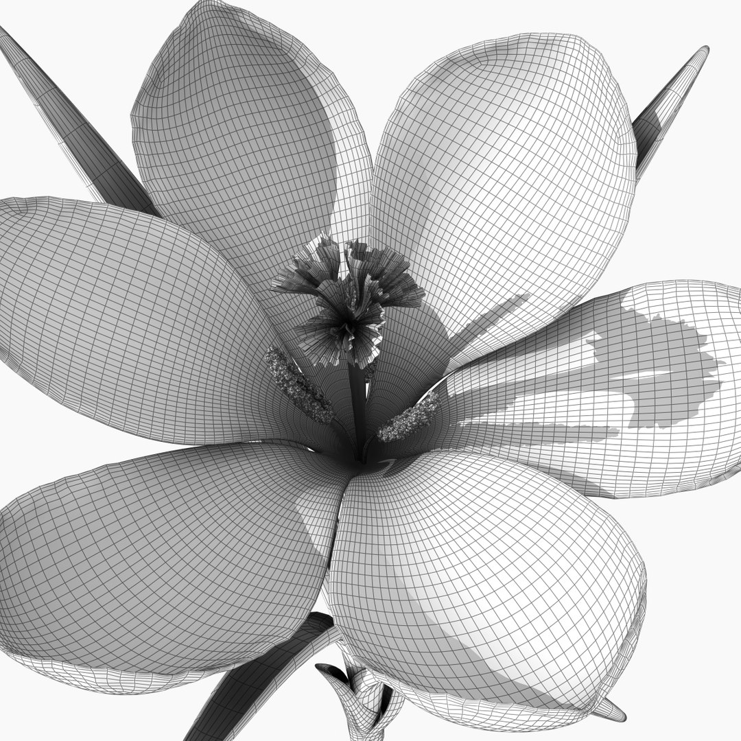 Realistic Crocus Flower 3d 3ds