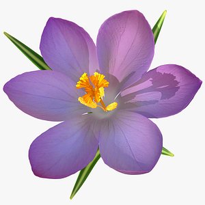 Crocus