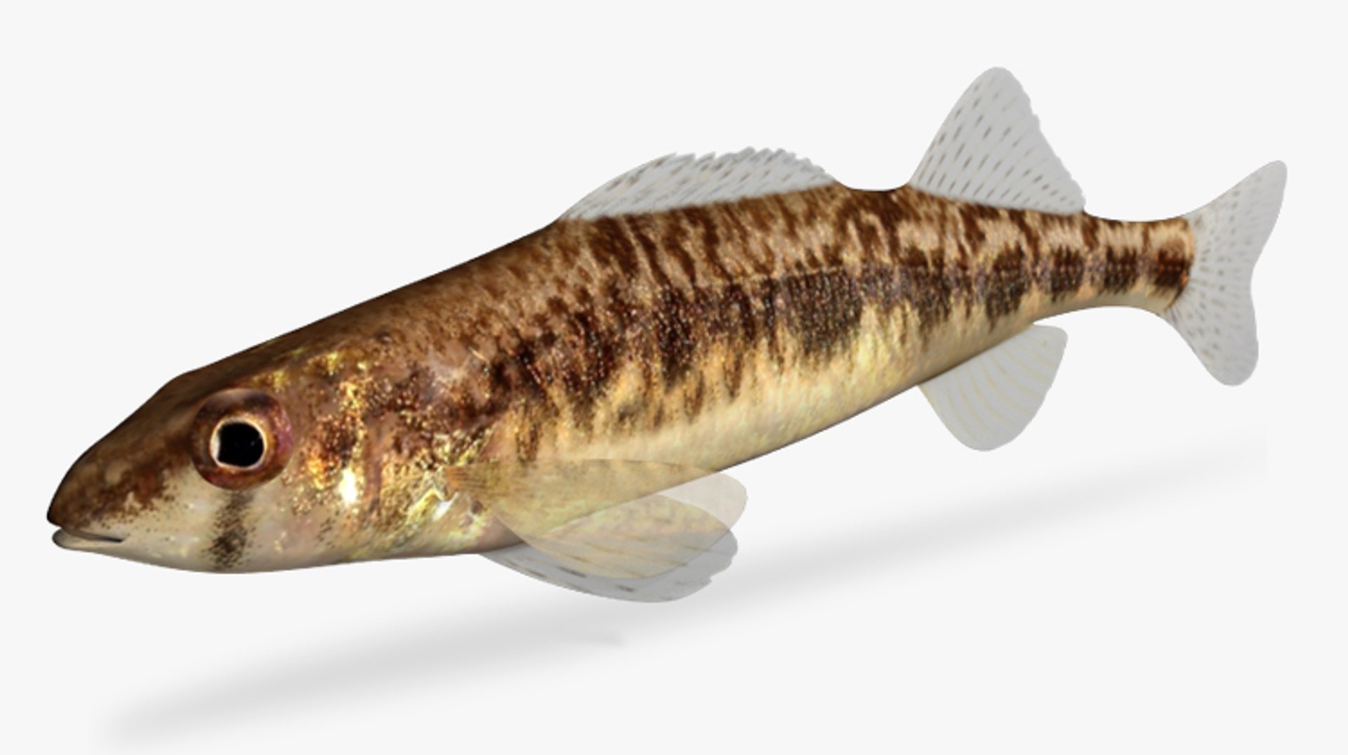 3d Model Percina Vigil Saddleback Darter