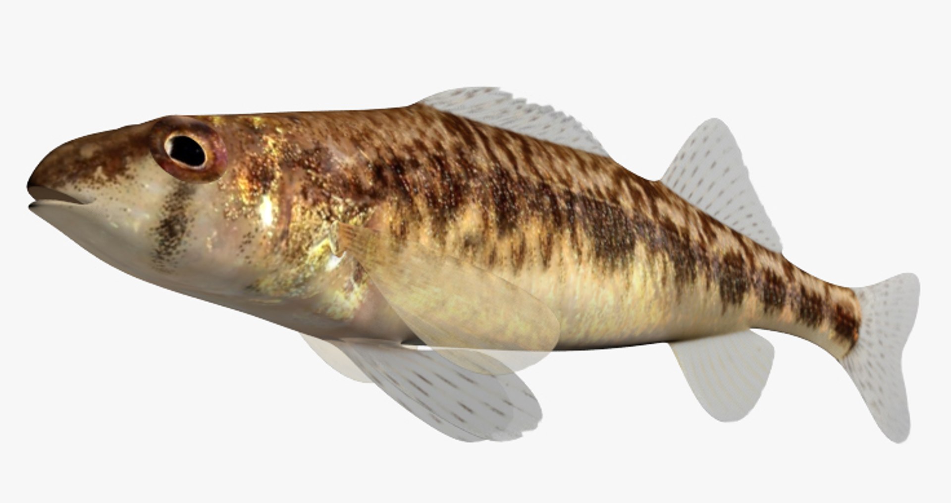 3d Model Percina Vigil Saddleback Darter