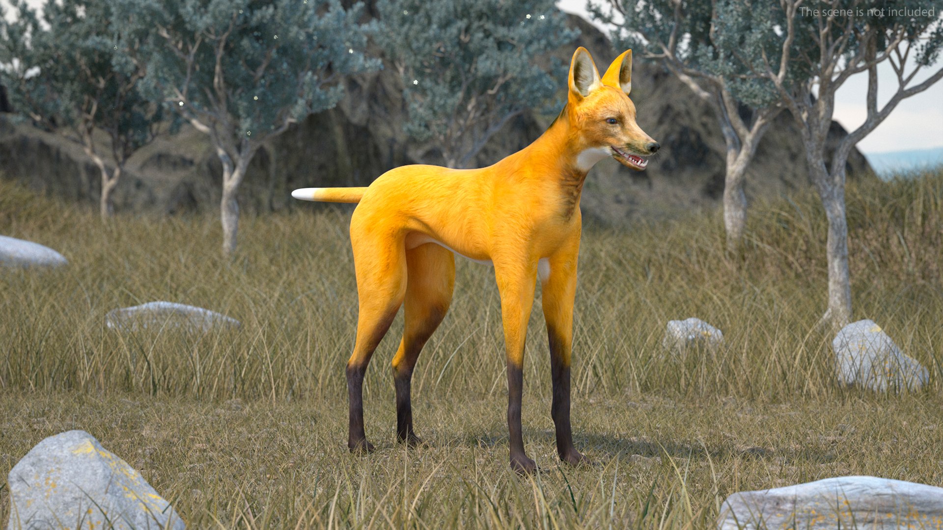 Chrysocyon Rigged for Cinema 4D 3D model preview