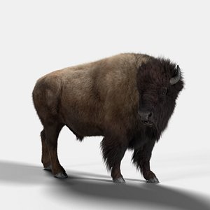 bison male 3D model