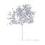 Lemon Tree with Flowers 3D Model 2.4m
