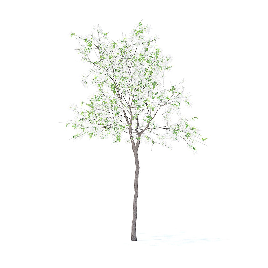 lemon tree 2 4m 3D https://p.turbosquid.com/ts-thumb/VK/tIURDN/ik9wd2zq/cgaxis_models_95_5603/jpg/1518440373/1920x1080/fit_q87/2dcb0125be14bce280ae7d83ad32467d00e52fc2/cgaxis_models_95_5603.jpg